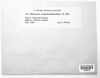 Melampsora euphorbiae image